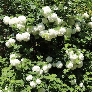White Viburnum Flower Plant, 6 to 10 Inch White Flower Bush Starter Plant, Live Snowball Viburnum Shrub in Pot