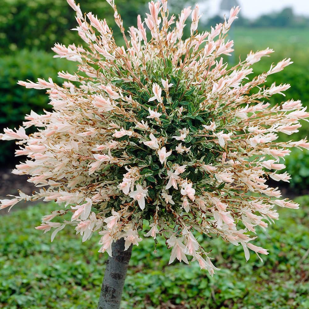 YouGarden 2 x 80-90cm Flamingo Willow Trees in 3L Pots. Salix Integra 'Hakuro-nishiki' Exotic Patio Plant for Garden. Plants Outdoor Garden Ready. Colourful Tree for Garden. Low Maintenance Trees