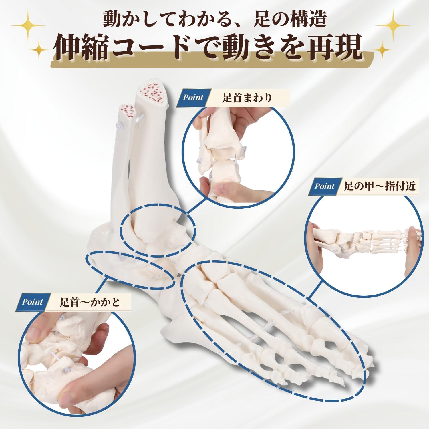 Amazon.co.jp: After7 動かして理解できる 足骨模型 可動式 伸縮コード