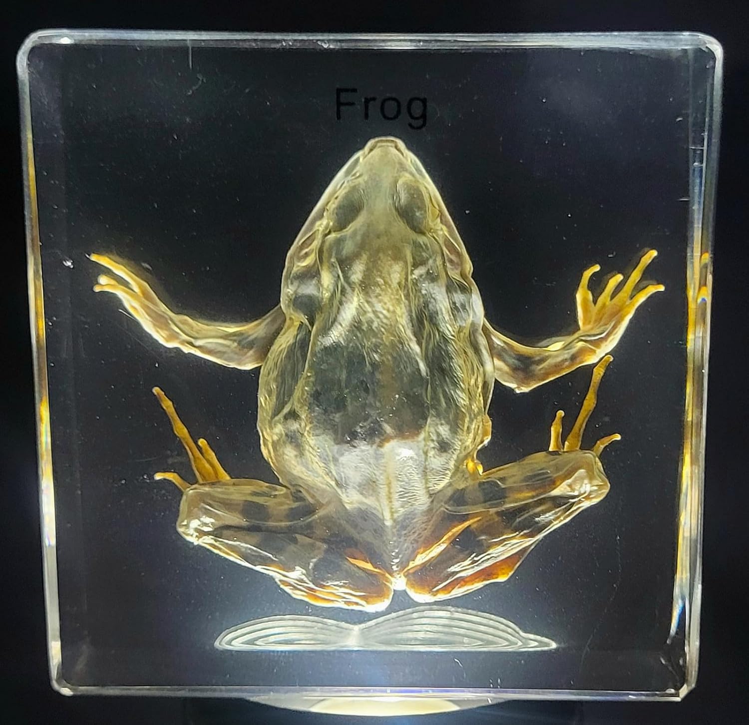 2.9" Real Frog in Crystal Clear Lucite Resin Paperweight Specimens Crafts Preserved Animal Taxidermy Collection for Science Education & Desk Ornament Display Supplies