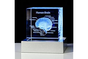 Movdyka Engraved Crystal 3D Human Brain Model
