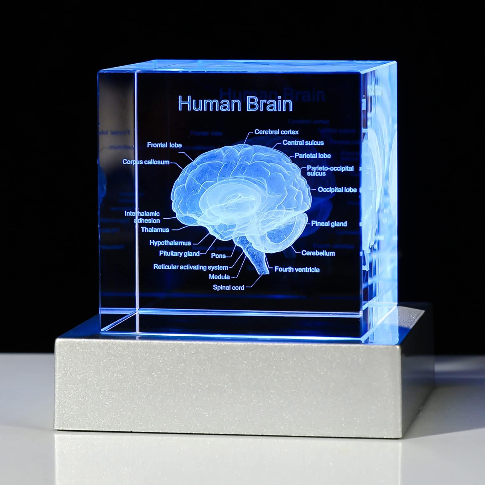 3D Human Brain Anatomy Model Doctor Psychology Graduation Gifts for Him Her, 3D Laser Etched Crystal Cube Brain Figure Paperweight Science Biology Gift with Colorful LED Base