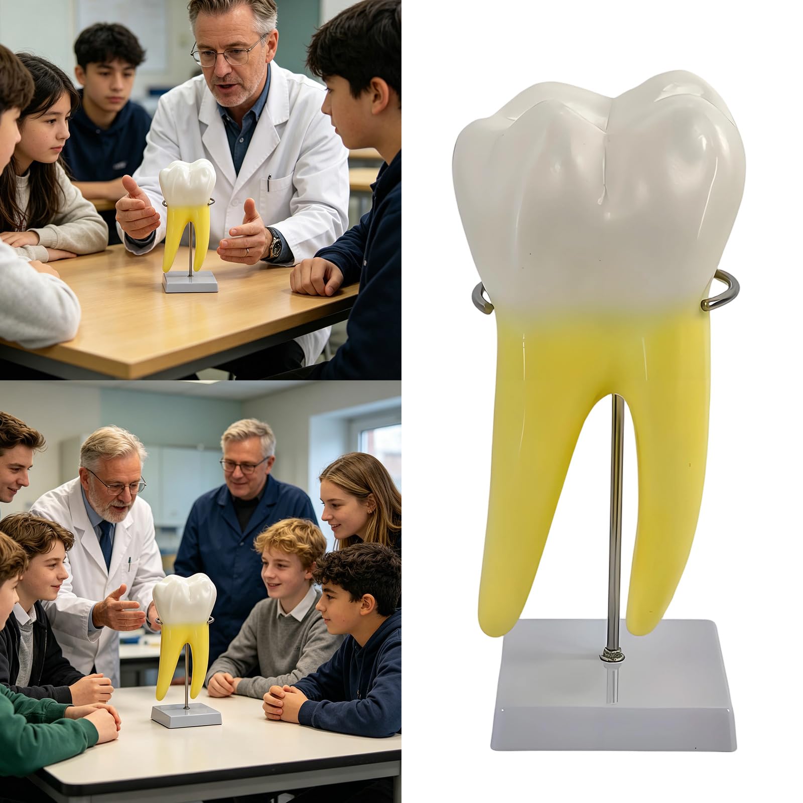 Modelo de enseñanza molar realista modelo de demostración de dientes molares en diseño de base estable para la educación de la escuela de medicina, anatomía humana
