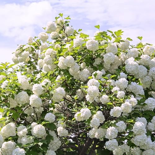 2 Snowball Viburnum Plant Live, Snowball Viburnum Shrub Plant 6 To 12 Inches Tall Ship 4 Inch Pot For Gardening #TOP22