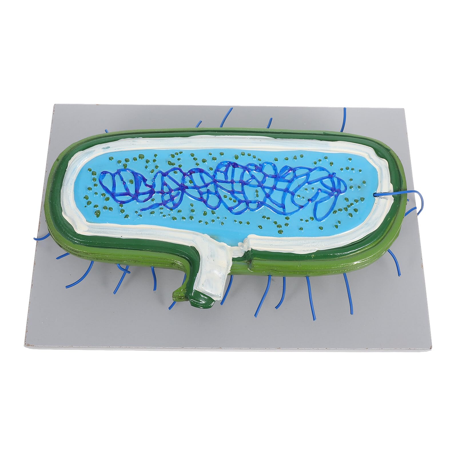 Vergrößertes Zellkernmodell aus Kunststoff für Biologieunterricht | Detaillierte Zellorganellen Darstellung, Demonstrationsmodell für Schüler, Naturwissenschaftlicher Unterricht