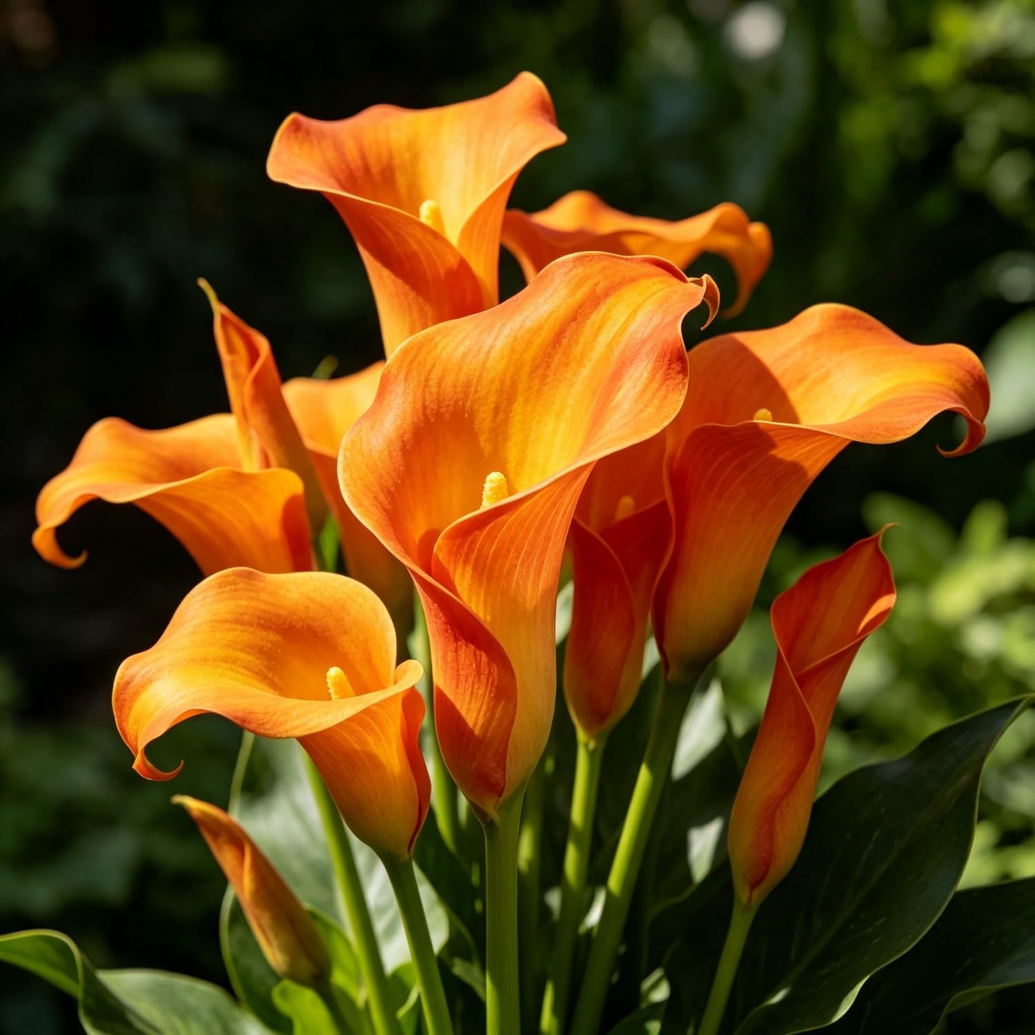 Calla Lily Seeds-Hardy Perennial Arum Lily,Excellent Display Indoor,Garden