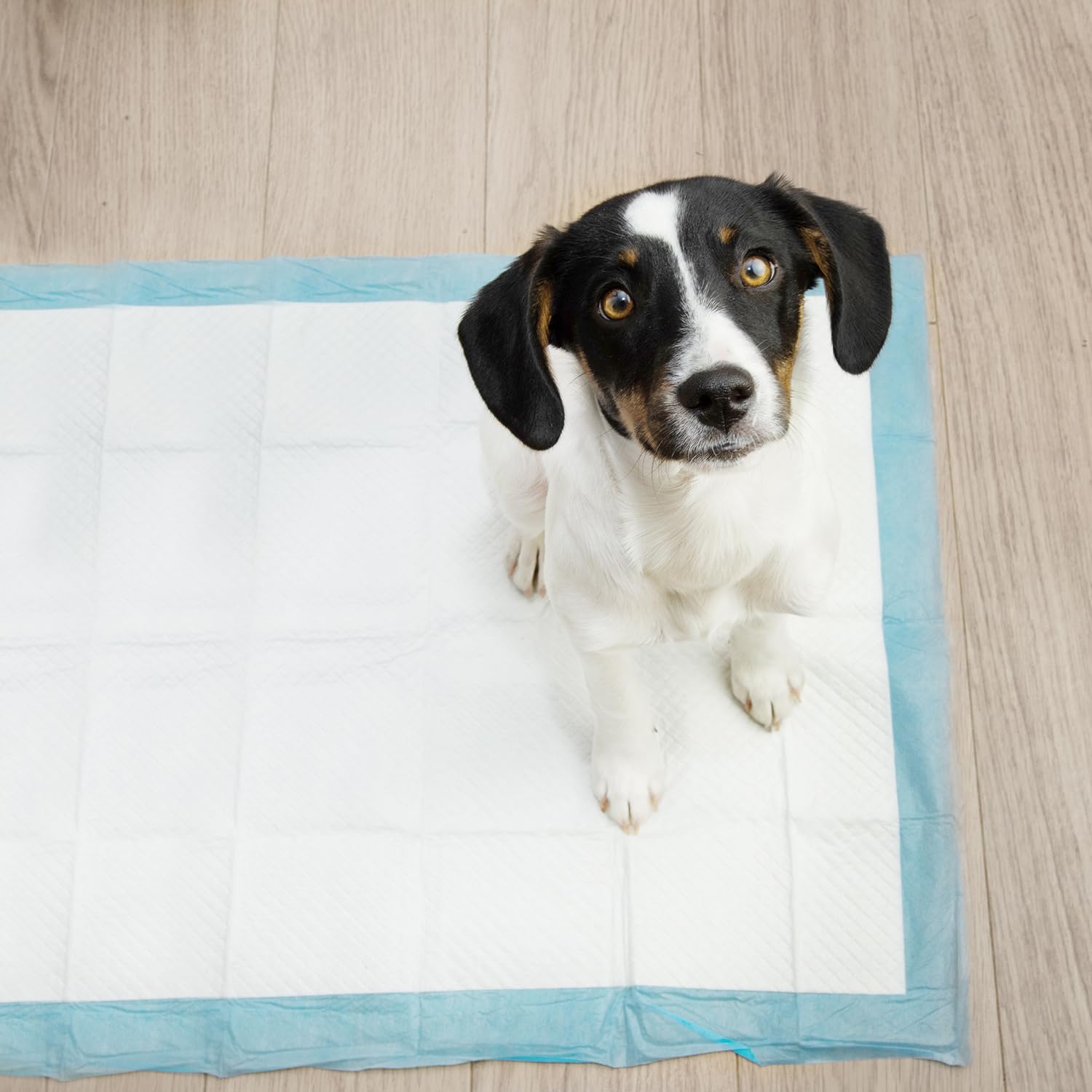Podkładki treningowe dla psów 60 x 90 cm, toaleta dla szczeniaków, worek na odchody dla psów 21602, ilość: 50 sztuk