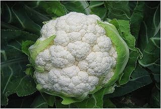 PREMIER SEEDS DIRECT - Cauliflower - Igloo - 1200 Finest Seeds - Early Variety