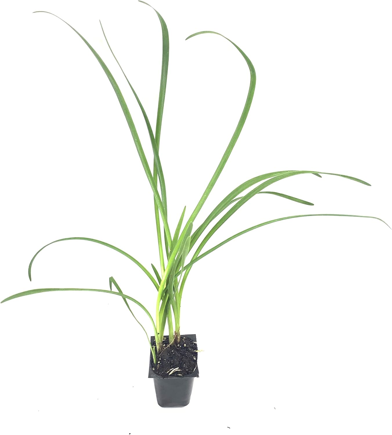Society Garlic - 10 Live Plants - Tulbaghia Violacea - Butterfly Attracting Flowers