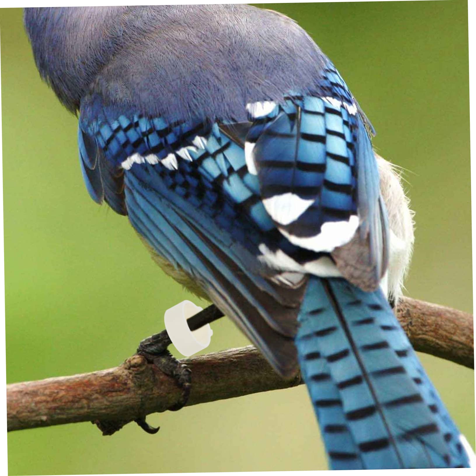 BESPORTBLE 1200pezzi Anelli Identificativi per Uccelli Colorati Fasce per Zampe di Pappagalli e Piccioni Leggeri e Resistenti Adatti per Pollame e Uccelli Domestici