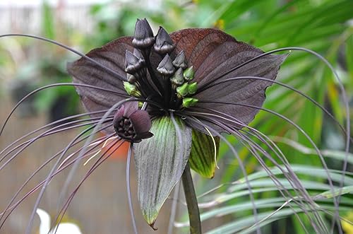 Miniatura 6 de Flor de murciélago negra - Planta viva en una maceta de 4 pulgadas - No florece cuando se envía - Tacca chantrieri - Planta con flores