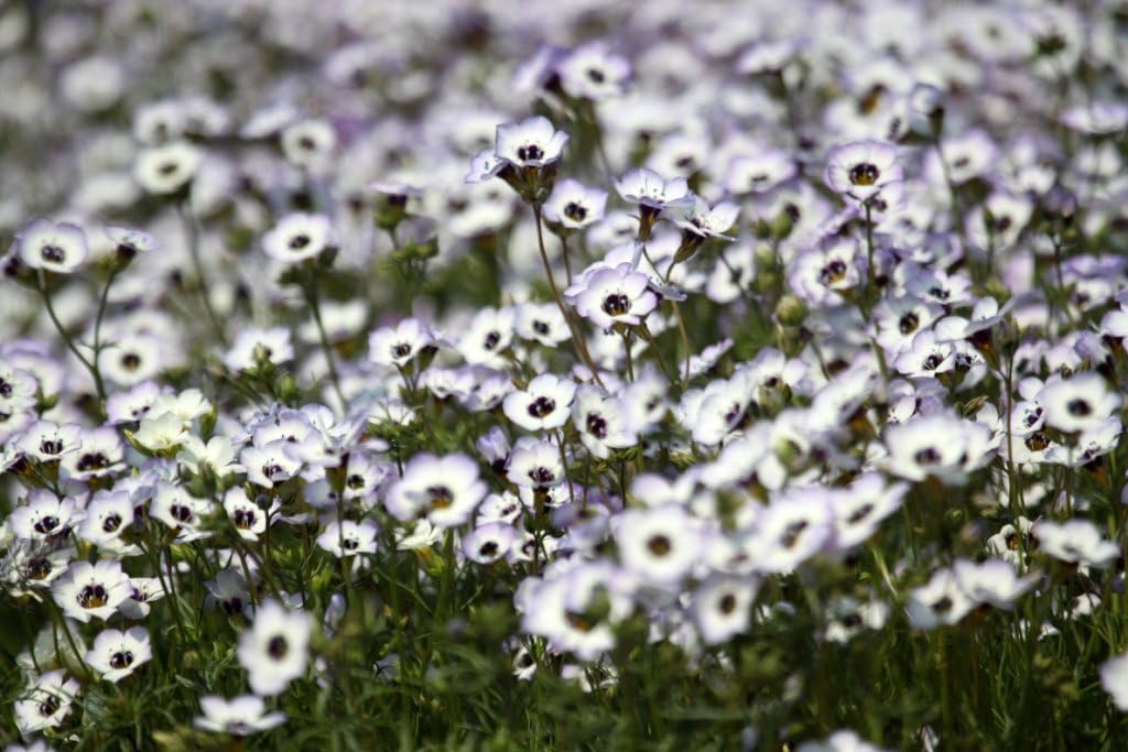 Non GMO Bulk Gilia Tricolor - Bird's Eyes- Flowers (5 Lbs)