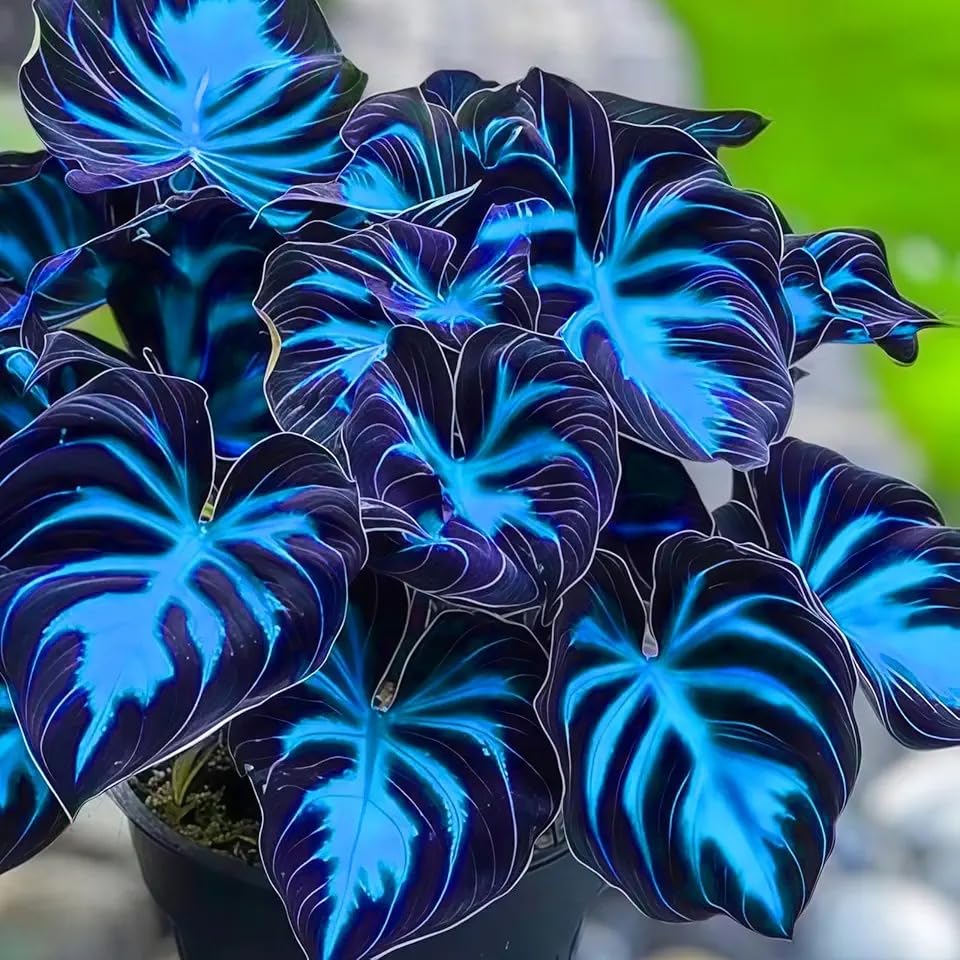 Hosta Plants for Sale, Ornamental Flowers, No Watering Required, Easy to Maintain, Hosta Bulbs Live, Hardy Perennial, Garden Decoration, 6bulbs-k