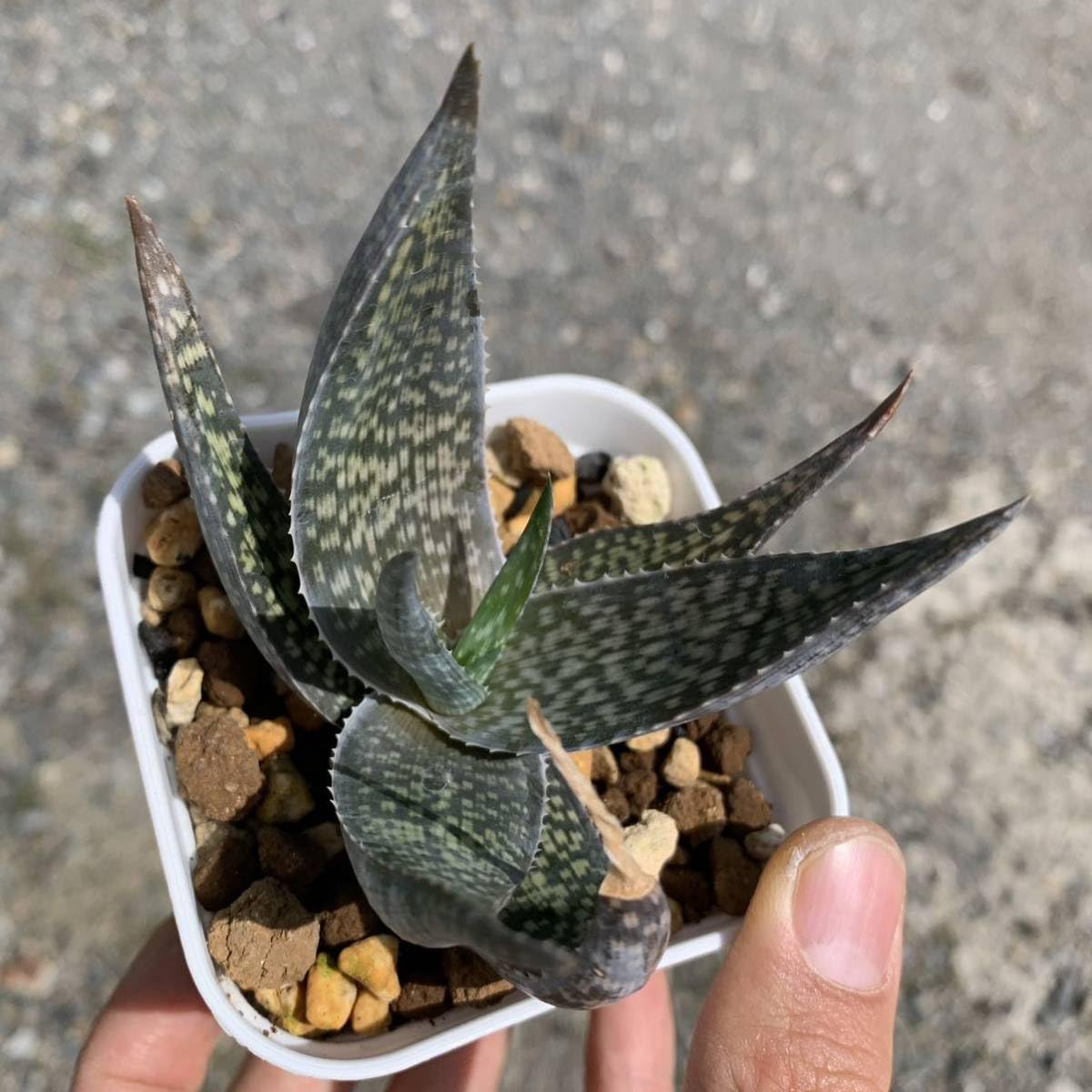Amazon.co.jp: アロエ デルトイデオドンタ細葉 aloe deltoideodont