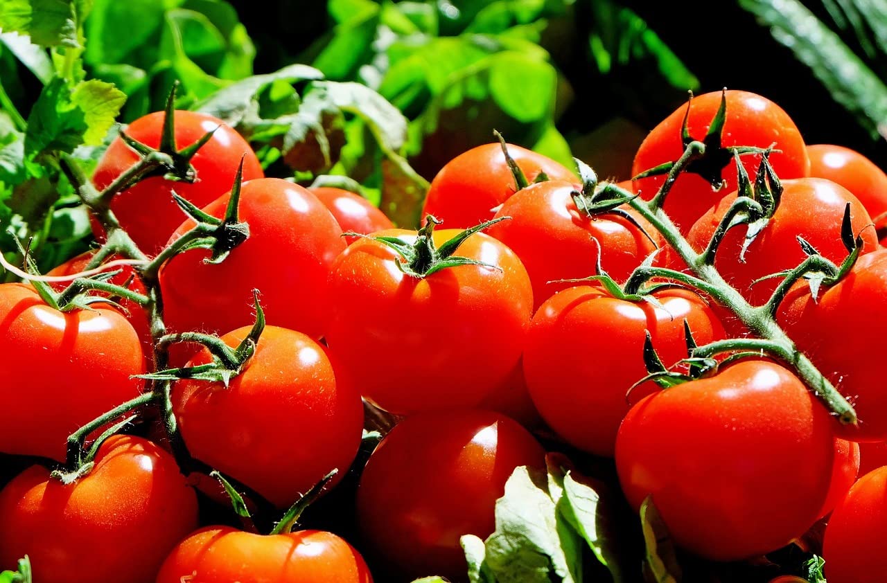 Mediterrano Tomatendünger – Premium Dünger für Tomaten, Gemüse & Kräuter 10 Kg Original Mediterrano NKP 10-4-8