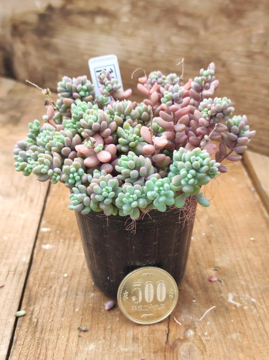 調整中①多肉植物 ちまちま寄せ植え抜き苗 根付き パープルヘイズ セダム 調整中①多肉植物 ちまちま寄せ植え抜き苗 根付き パープルヘイズ