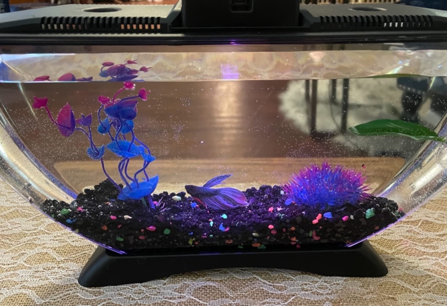 6/mo Finance BettaTank 1Gallon Deco Fish Tank with LED Lighting