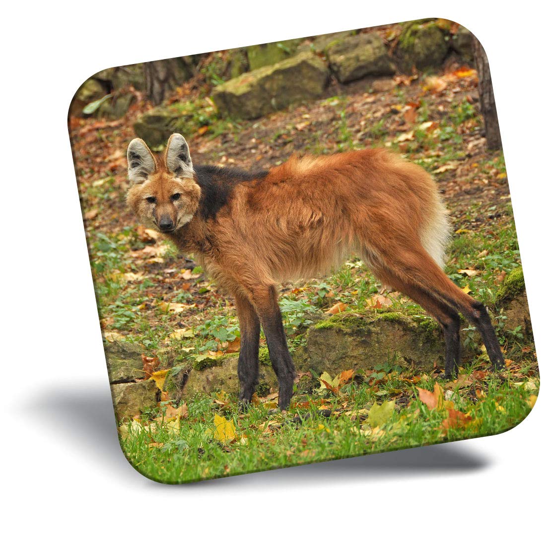 Destination Vinyl Ltd Fridge Magnet - Cute Maned Wolf Dog Animal 3451