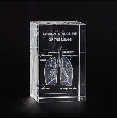 Ultrassist Modelo de cristal pulmonar humano 3D, modelo anatómico grabado con láser para decoración del hogar y oficina, regalos de neumólogos