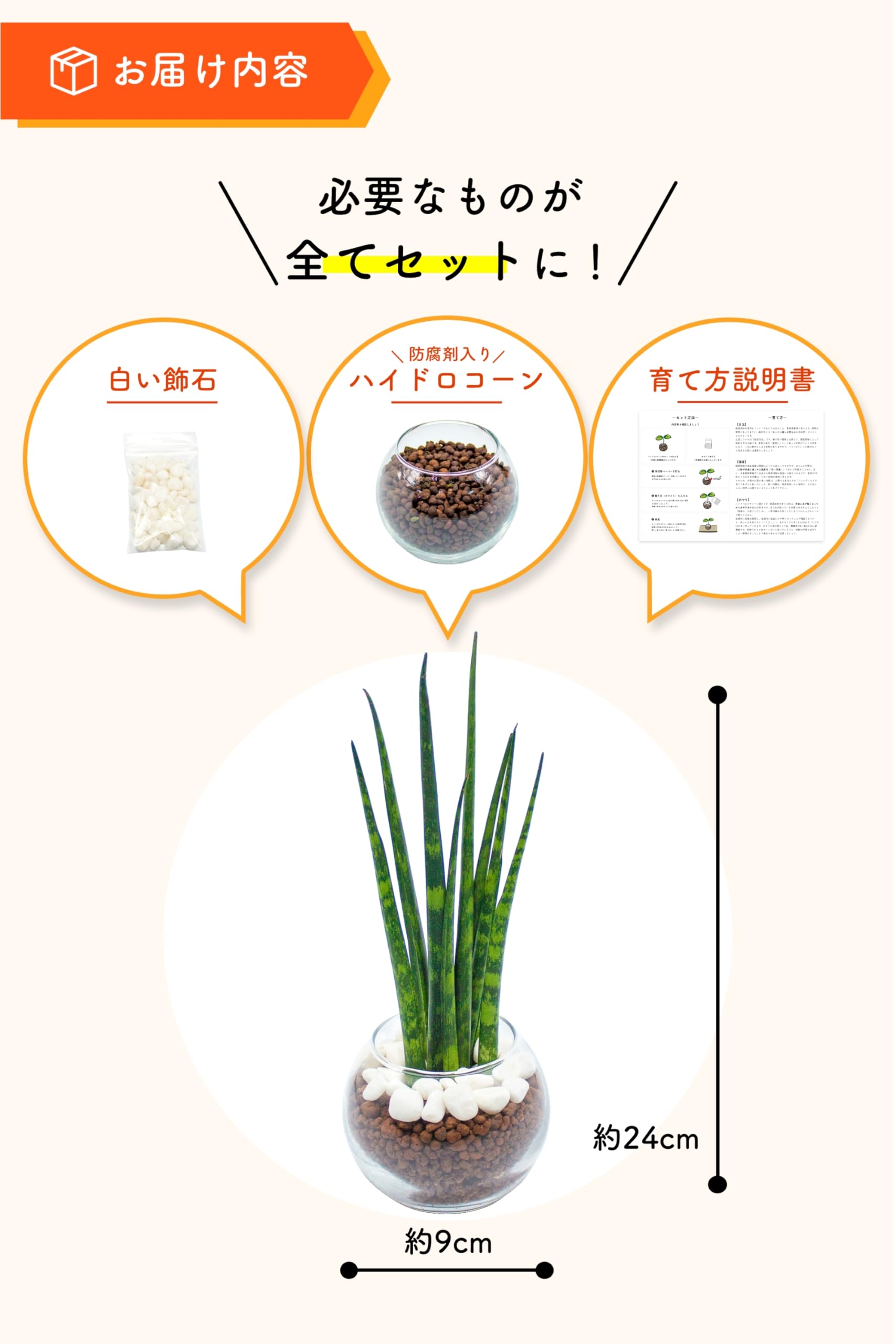 Amazon｜[ miipas ] サンスベリア ハイドロカルチャー 観葉植物 本物
