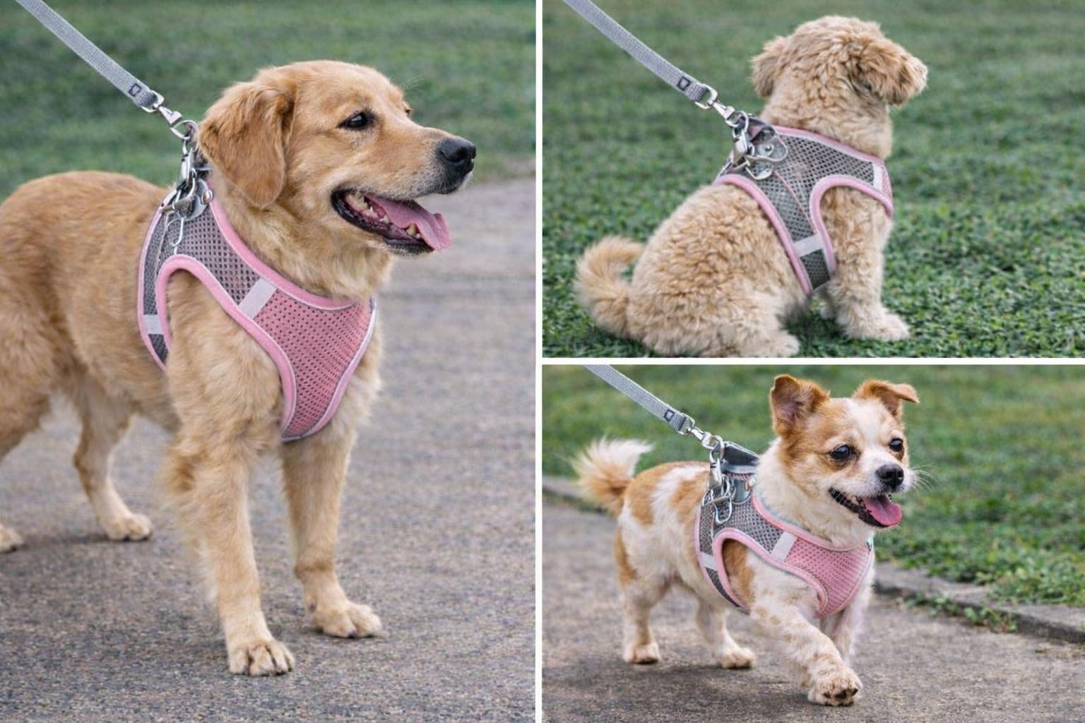 No Pull Dog Harness Small– Adjustable Reflective Pet Vest with Front & Back Leash Clips, Soft Breathable Mesh, Easy Control Handle for Walking, Training & Outdoor Use (Pink, Small)