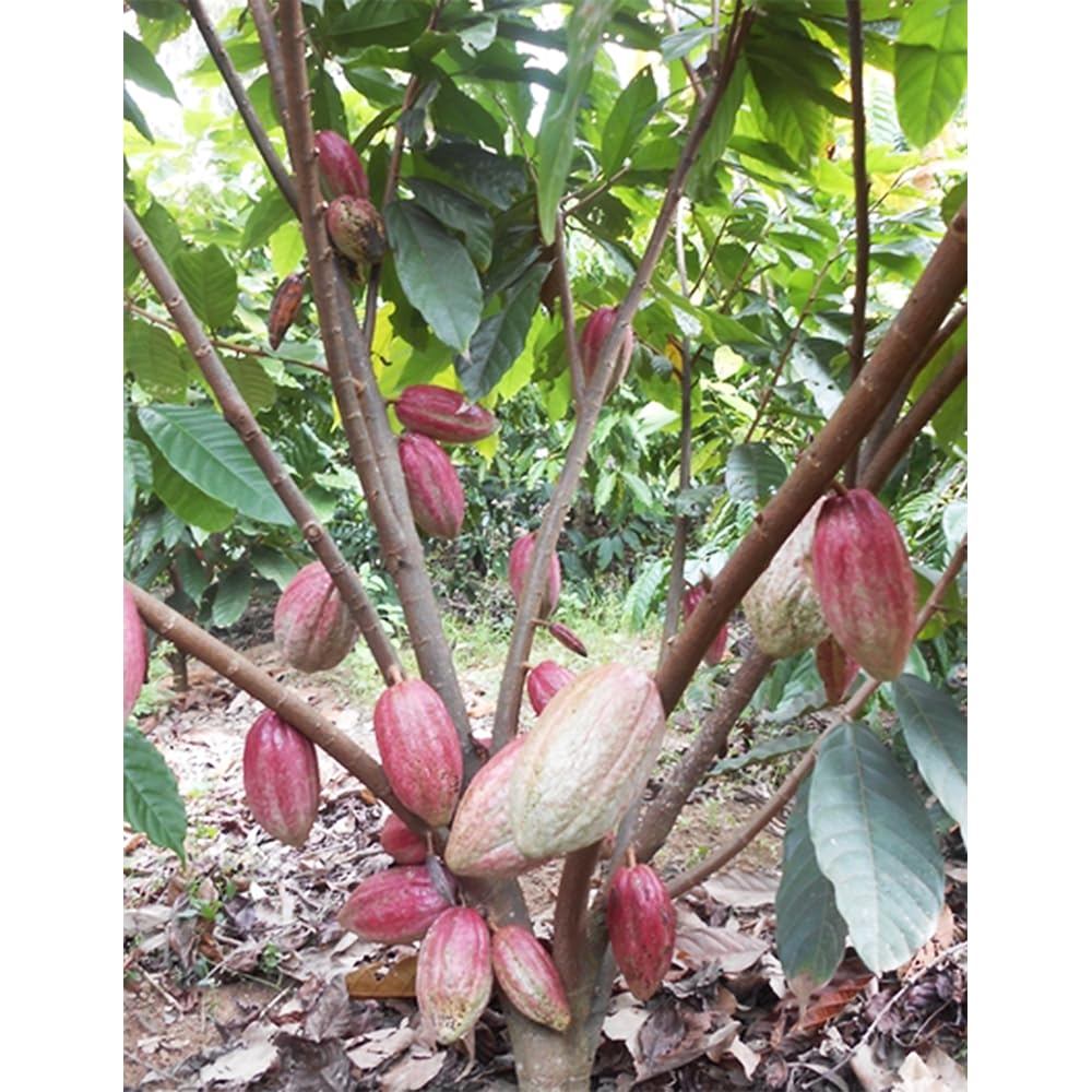 semillas del árbol del cacao, plantas reales, plantas decorativas Maceta de bonsái, de jardín, balcón resistentes Macetas, decoración jardín para exteriores. Semillas árboles, 60pcs