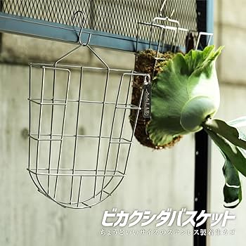 【4個セット】ステンレスバスケット　ビカクシダ　コウモリラン 4個セット】ステンレスバスケット ビカクシダ コウモリラン