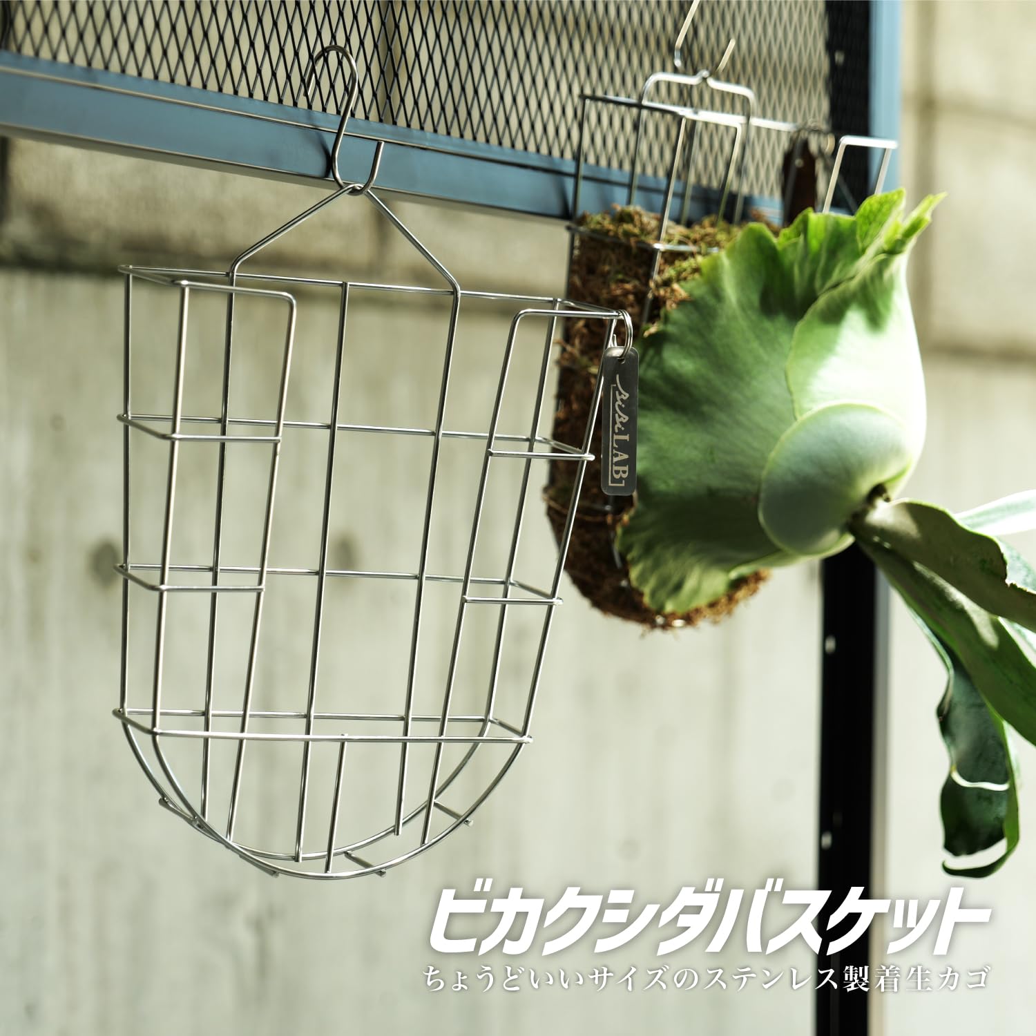 【新品】ビカクシダ ステンレスバスケット 5個セット Amazon.co.jp: BIBILAB(ビビラボ) ビカクシダバスケット 3個セット