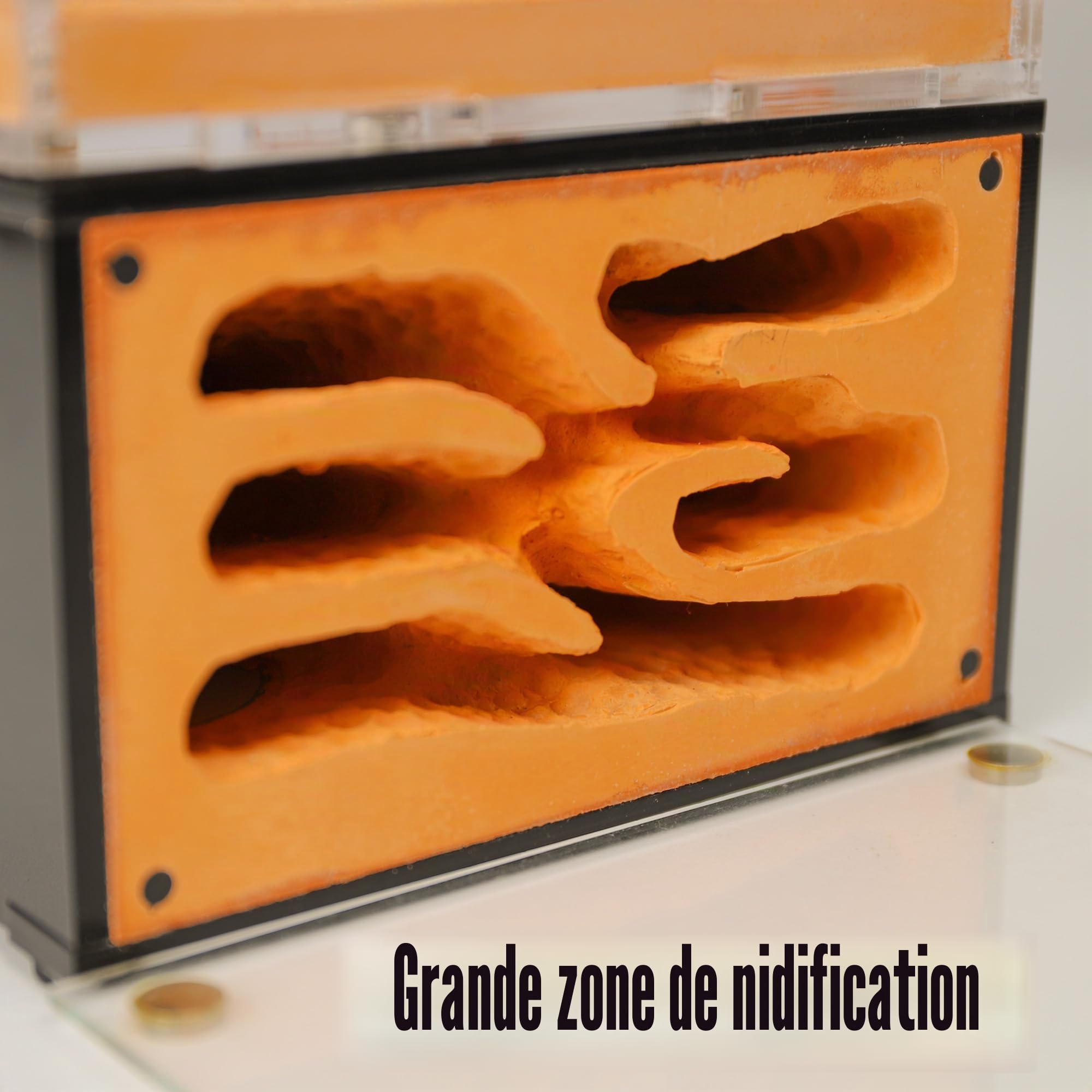 Nid de fourmis pour adultes - Étude du comportement des fourmis - Terrarium éducatif pour fourmis vivantes et reines - 2 étages
