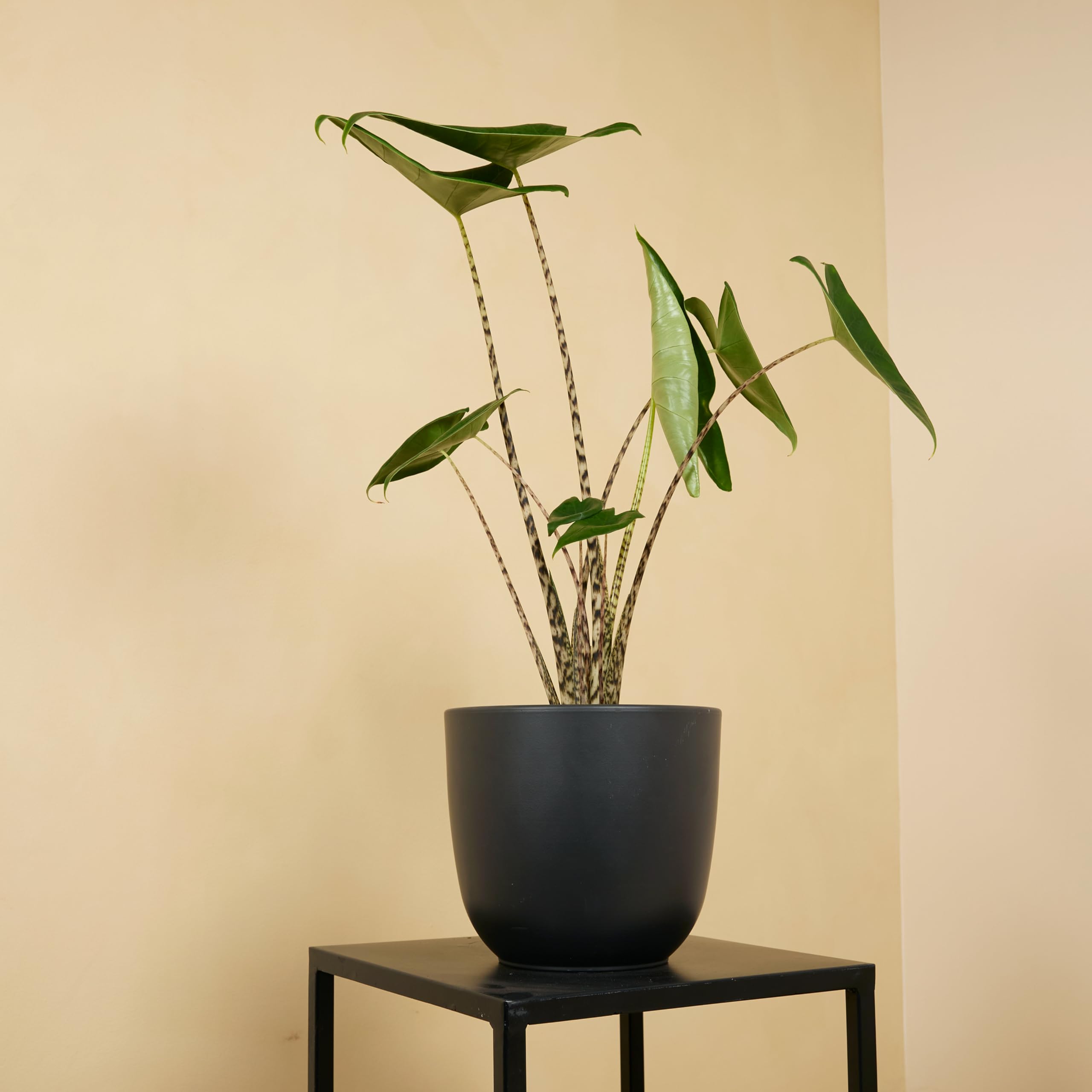 Bloomique - Set di 2 - Alocasia Zebrina - Orecchio di elefante - Piante da appartamento - Purificatrici dell'aria - Altezza 50-70 cm - Vaso da 17 cm