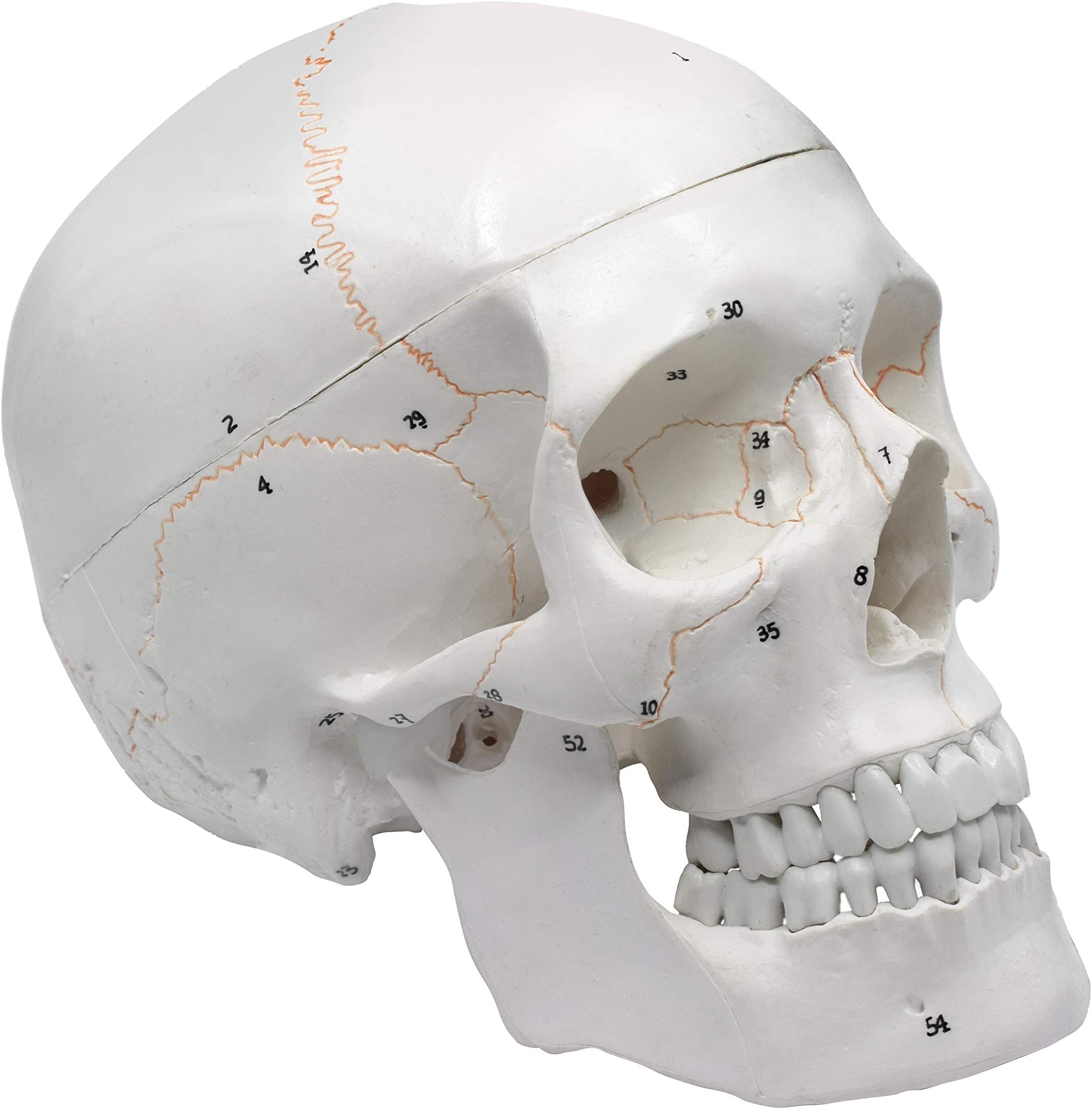 Numbered Human Adult Skull Anatomical Model, Medical Quality, Life Sized (9" Height) - 3 Part - Removable Skull Cap - Shows Most Major Foramen, Fossa, and Canals - Includes Full Set of Teeth