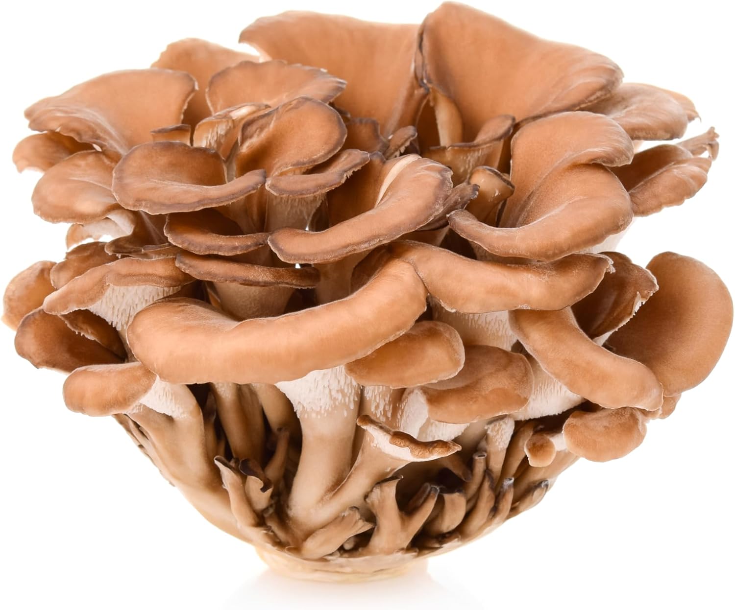 Naturejam Organic Maitake Mushroom Powder 8 Ounces Bulk-Premium Culinary Grade for Smoothies, Latte and Baking-A Great Coffee Substitute 150-200 Servings - Image 7