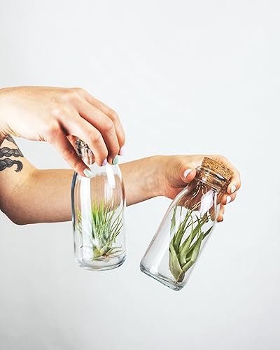 Miniatura 7 de Shop Suculents - Plantas seleccionadas a mano, variedad de especies, plantas de interior tropicales para decoración del hogar y terrarios