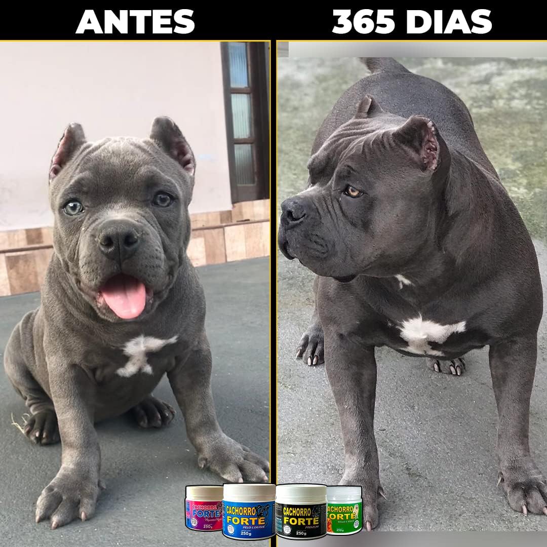 Suplemento Cachorro Forte Vovô e Vovó 250g | Fortalece Ossos, Articulações e Imunidade Canina | Reduz Queda de Pelos, Melhora Digestão e Aumenta a Energia | Desenvolvidos por Veterinários | VeterinUp Suplemento Cachorro Forte Vovô e Vovó 250g | Fortalece Ossos, Articulações e Imunidade Canina | Reduz Queda de Pelos, Melhora Digestão e Aumenta a Energia | Desenvolvidos por Veterinários | VeterinUp