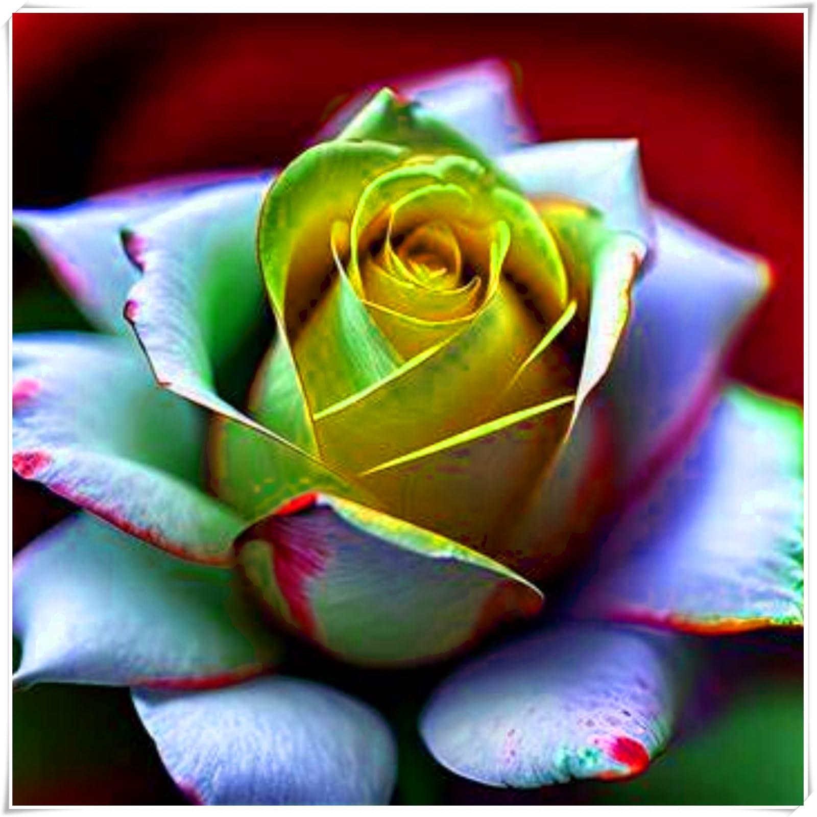 Hardy Rose Bulbs – Perennials with Gorgeous Blooms – Professional-Grade for Stunning Garden Displays-3 Bulbs-E — image 1