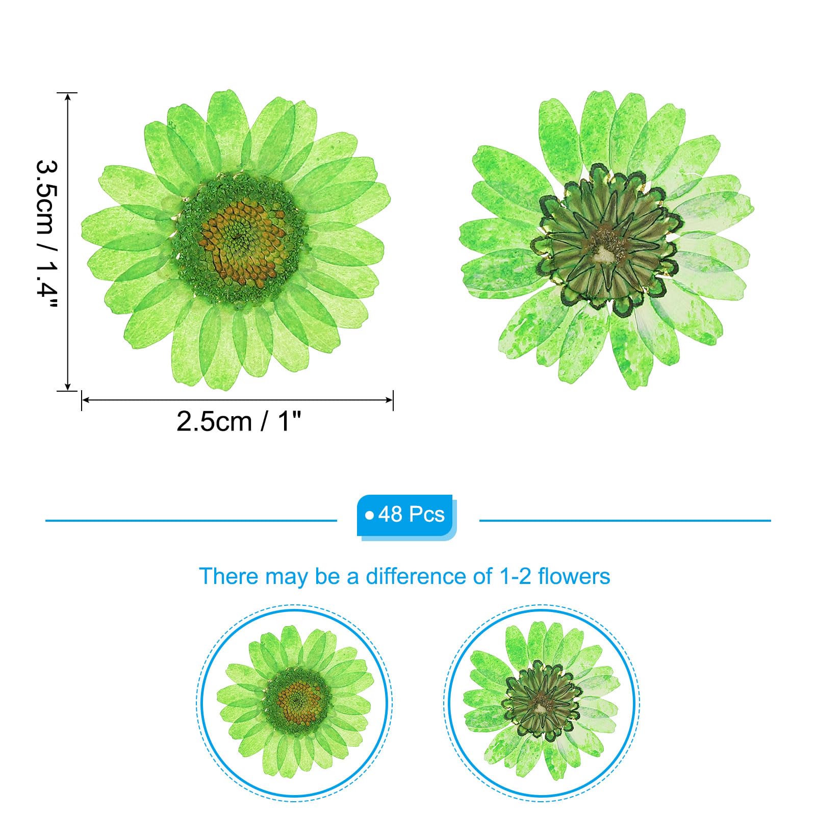 PATIKIL 48 Pcs Dried Pressed Flower Natural Dried Daisy Flower for DIY Art Crafts House Decoration Nails Decoration,Dark Green - Image 2