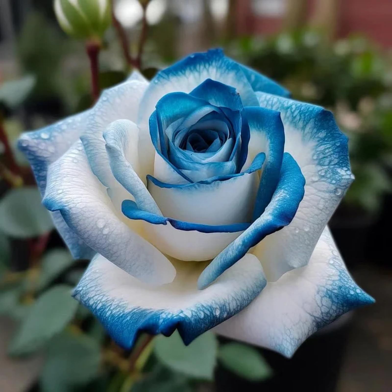 Premium Rose Rhizome, Tough Perennial, Yard Ornament, Low Water Needs, Expert Cultivation, Ideal for Spring & Autumn that Grow Fast/Golden Jade Carving-2 Root-G