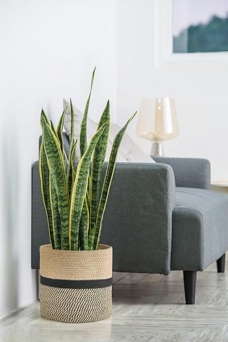 Miniatura 10 de Dahey Cesta de almacenamiento tejida de cuerda de algodón de yute para macetas de hasta 7 pulgadas, 7.5 x 8 pulgadas, cubierta decorativa para