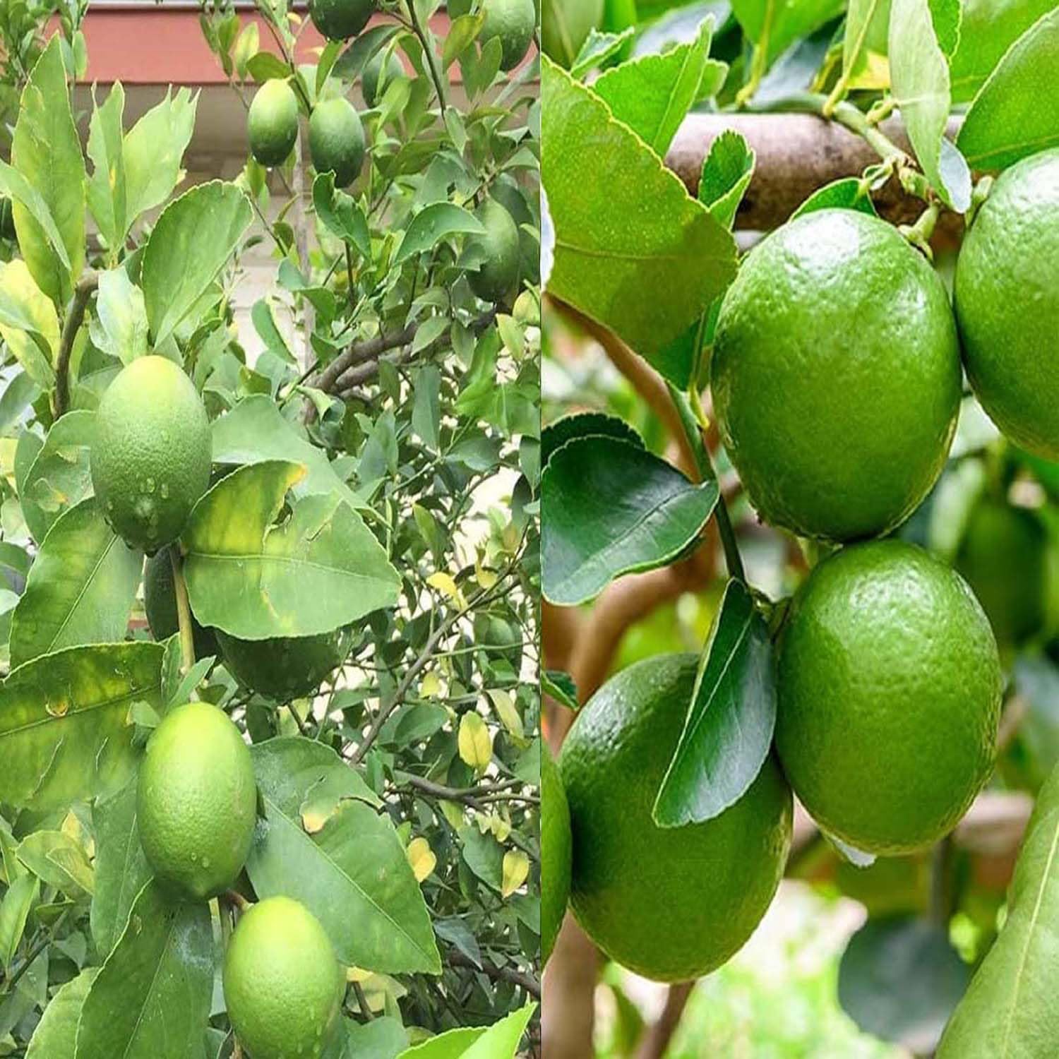 See full amazon price history chart for IXORA Combo Nimbu Kagzi Lemon & Thai Patti Lemon Variety Fruit (Air Layering/Grafted) Live Plants & Tree(1-2 Ft Size) (Pack of 2) IXORA Combo Nimbu Kagzi Lemon & Thai Patti Lemon Variety Fruit (Air Layering/Grafted) Live Plants & Tree(1-2 Ft Size) (Pack of 2) (B0BM81NDRR) Amazon Price History, Amazon Price Tracker
