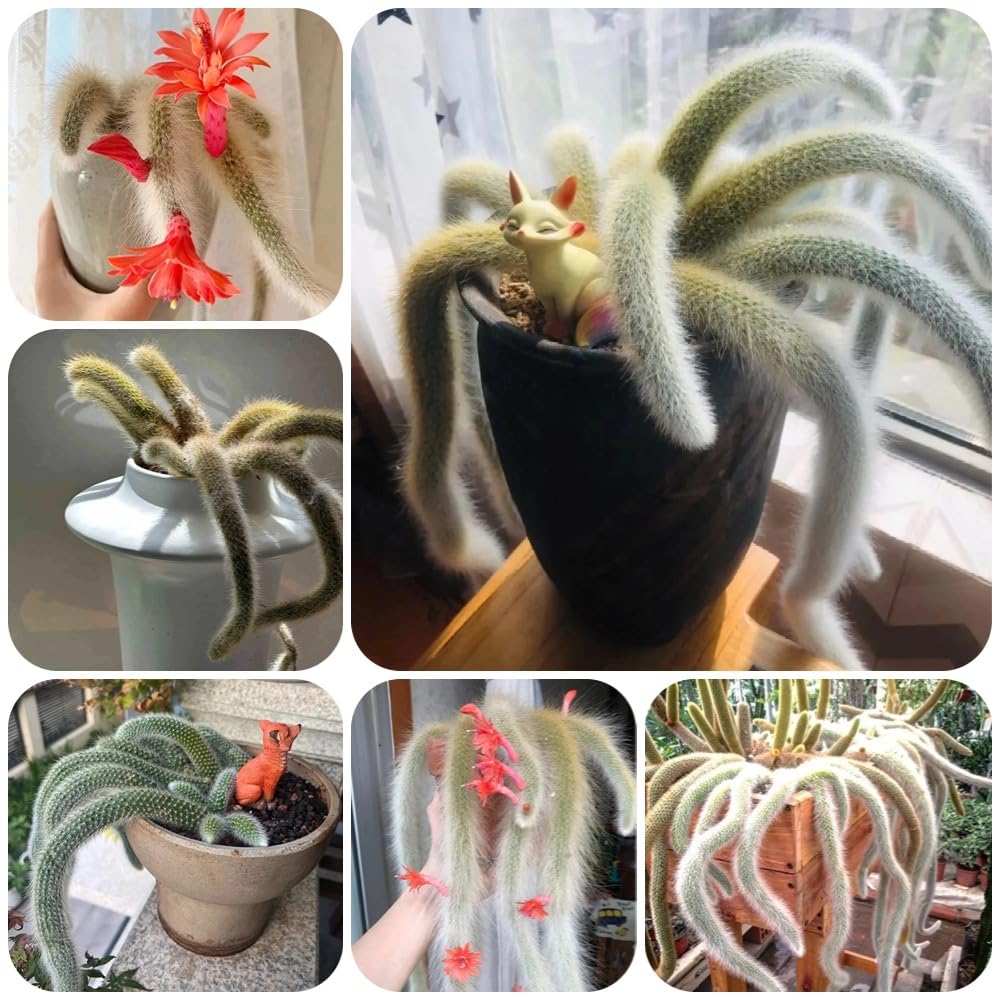 Semillas de Hildewintera colademononis, balcón con cama elevada, interior de cola de mono, para jardin 40pcs