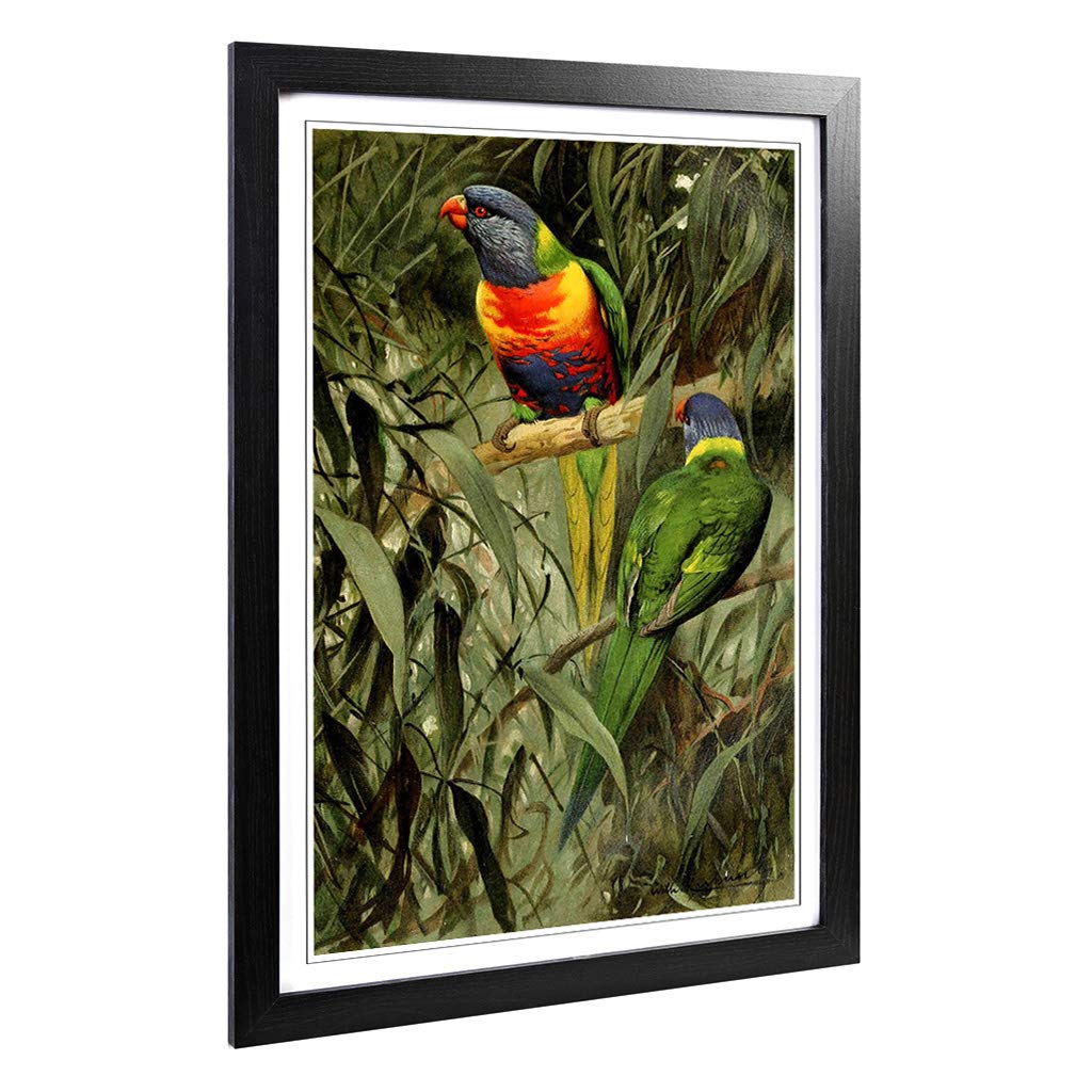 Big Box Art Framed Print of Vintage W Kuhnert Rainbow Lorikeet Design | Wall Art Picture | Home Decor for Kitchen, Living Room, Bedroom, Hallway, Black, A2 / 24.5x18 Inch / 62x45cm