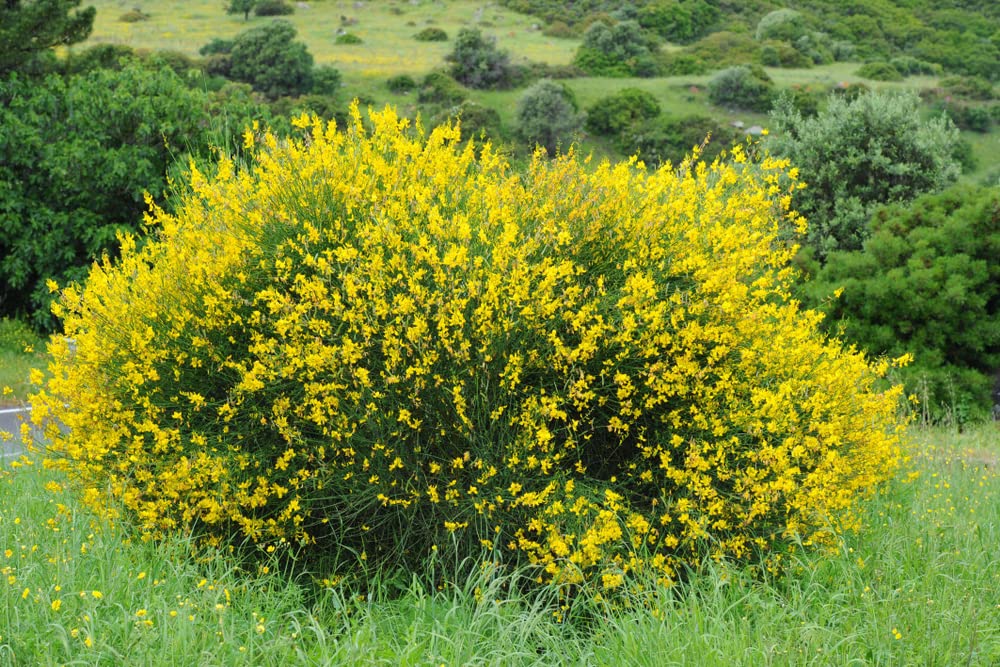 Amazon.com : Scotch Broom Seeds for Planting (30 Seeds) Vibrant Yellow  Blooms, Great for Privacy and Landscaping - Cytisus scoparius : Patio, Lawn  & Garden