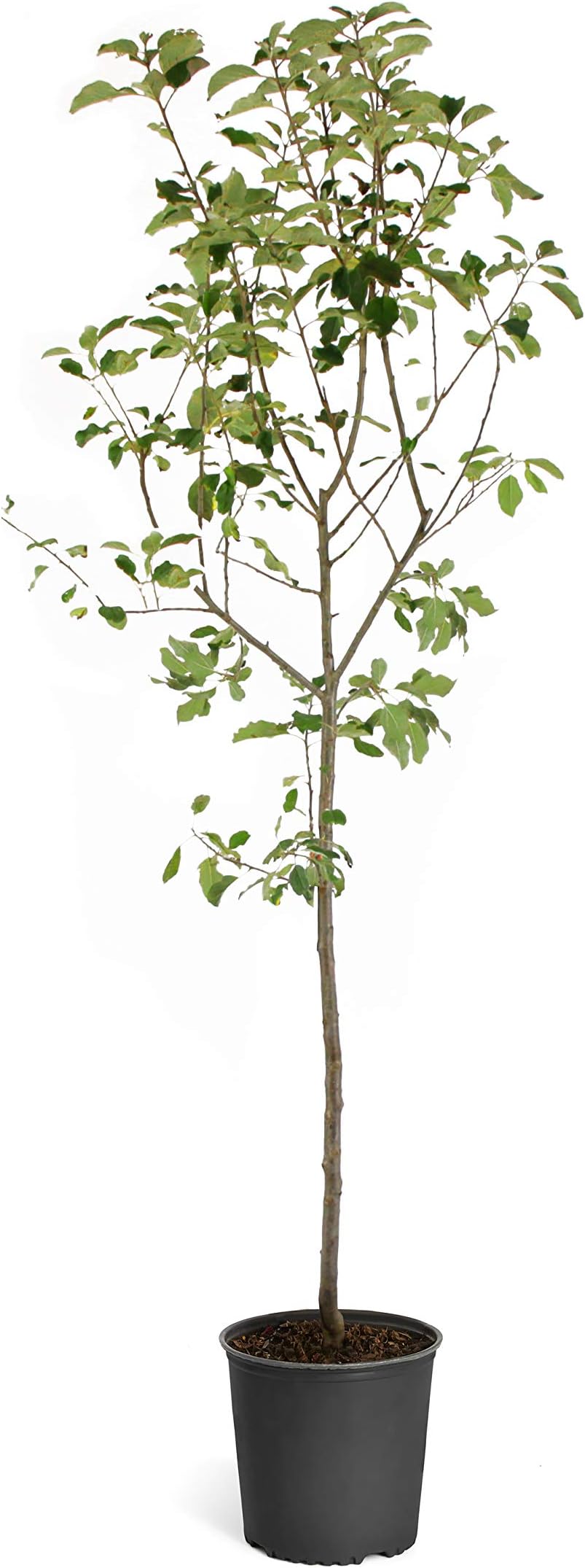 Brighter Blooms - Red Delicious Apple Tree, 5-6 ft. - No Shipping to AK, AZ, CA, HI, ID, OR, WA