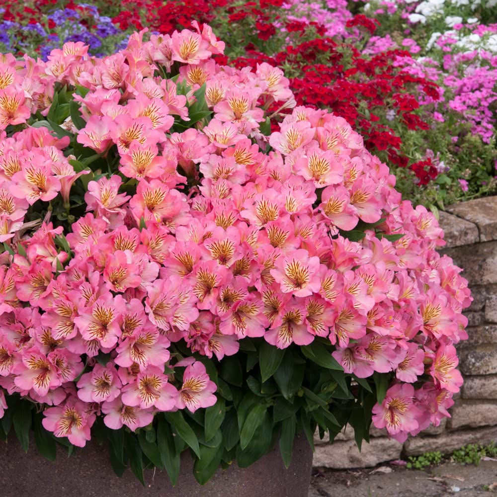 Alstroemeria 'Sunshine'. 5cm Plant x 2. Pink Flowers for Cutting. Peruvian Lily. Available from Bedwen Plants.
