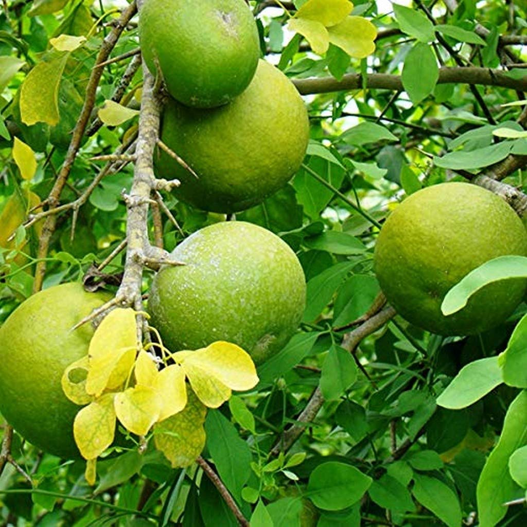 Creative Farmer Live Bel Patra/Bel Tree/Bilva Patra/Bael/Bel Pathar Fruit Plant Balcony Baelplant (Healthy Plant) (B09HCRDXZ5) Amazon Price History, Amazon Price Tracker