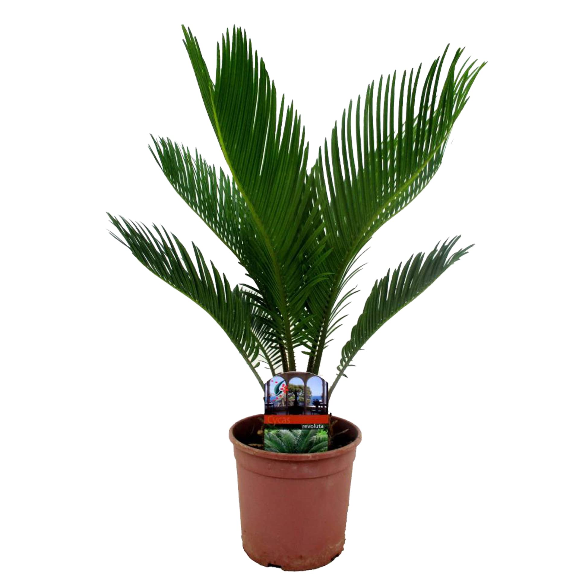 Go4plants Cycus Palm plant Live Indoor Air Purifier Plant (B0BG3CN1V6) Amazon Price History, Amazon Price Tracker