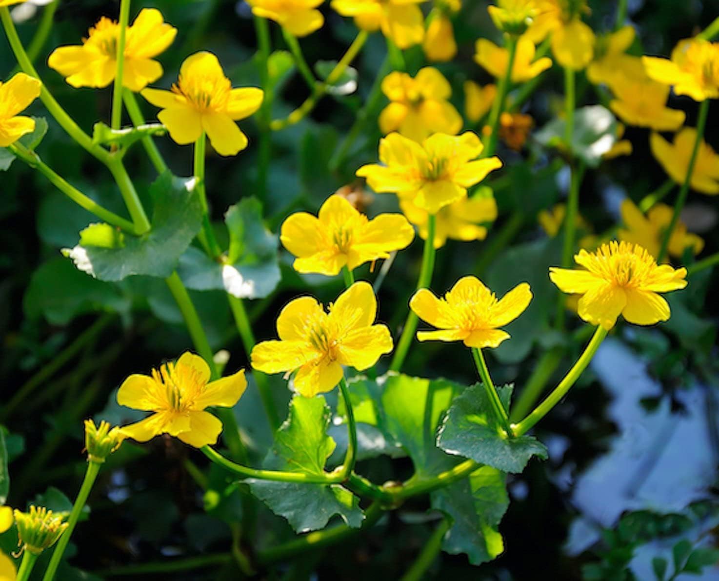 Carbeth Plants Caltha Palustris Marsh Marigold Pond Plant in 9cm Pot