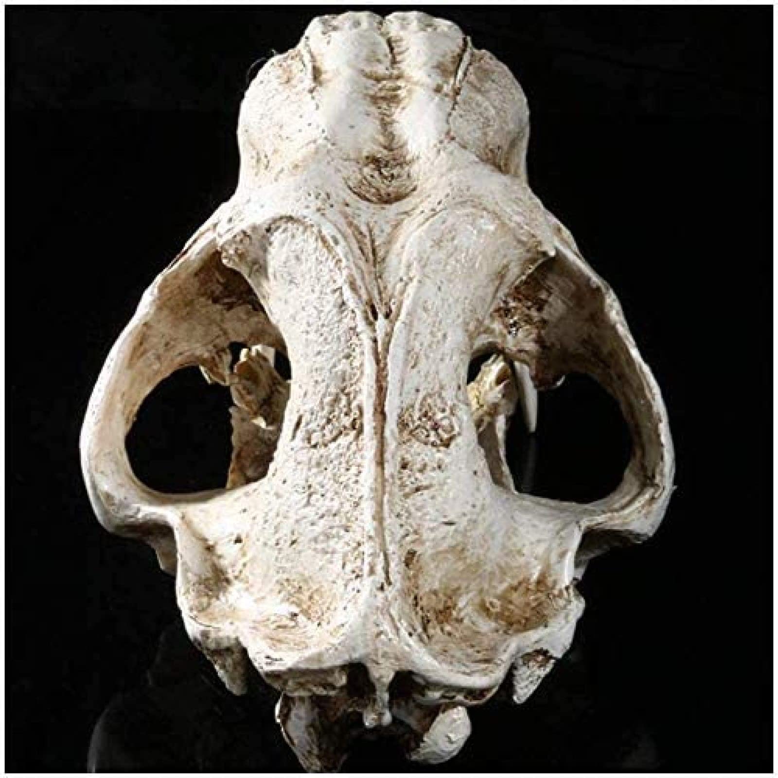 Modelo De Tigre De Resina 1: 1 Tamaño Natural Cráneo De Tigre Dientes De Sable Cabeza De Animal Anatomía Réplica De Resina para Decoración Programa De Aprendizaje Regalos 32 X 18,5 X 18 Cm