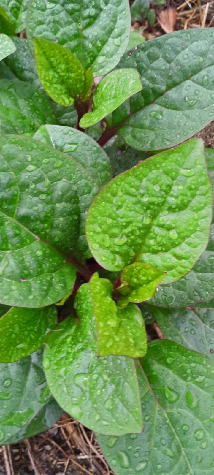 Anuraj farms Giant Malabar Spinach live plant, KODI PASALAI, Poi Ka Saag,baccalikūra, basale soppu, Vining Green Plant Ceylon Spinach, Vine Spinach, Creeping Spinach Leaf (B0CCSNFGVM) Amazon Price History, Amazon Price Tracker