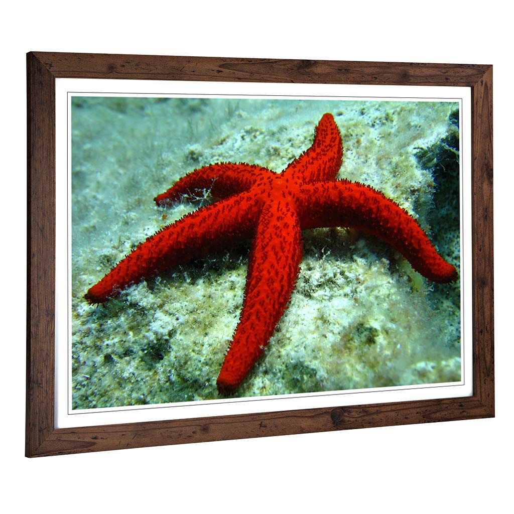 Big Box Art Framed Print of Starfish 2 Design | Wall Art Picture | Home Decor for Kitchen, Living, Dining Room, Lounge, Bedroom, Hallway, Office, Walnut, A2 / 24.5x18 Inch / 62x45cm